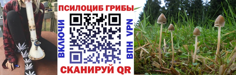 маркетплейс формула Мещовск Галлюциногенные грибы Psilocybe